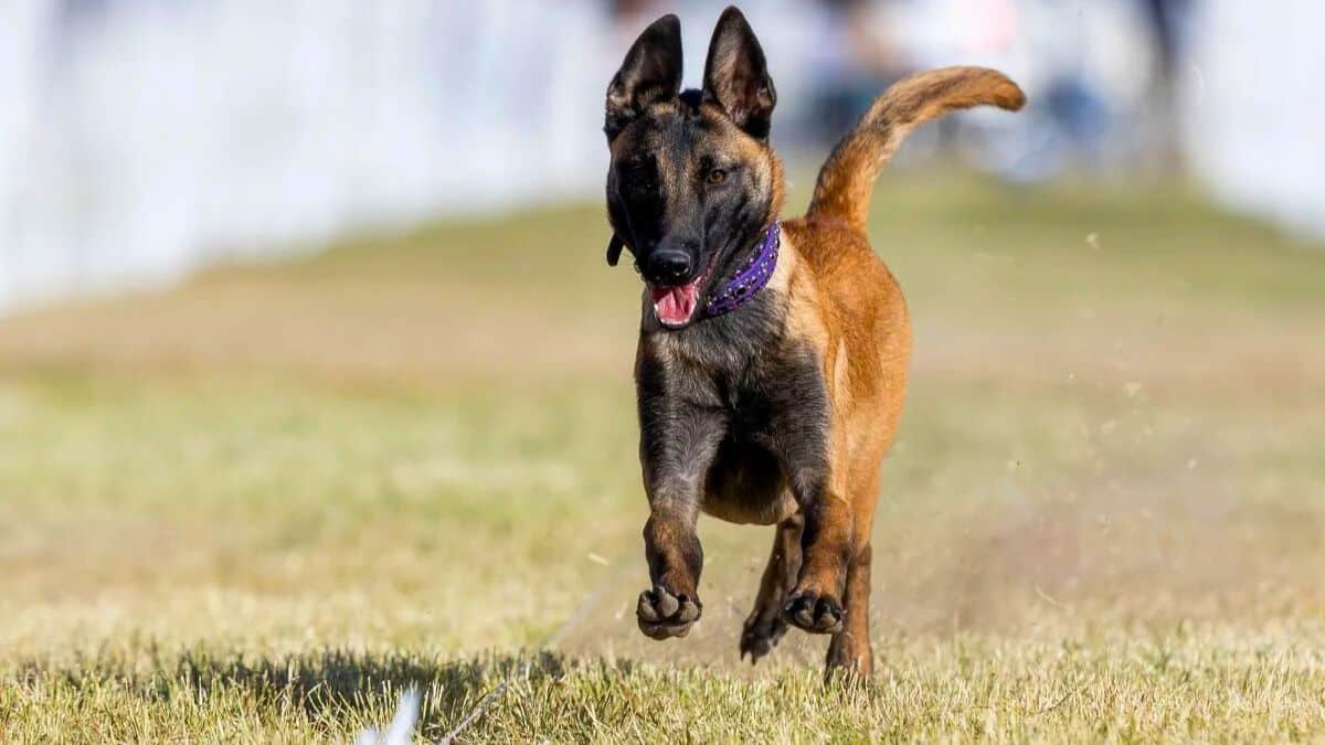 ces 12 chiens ont les qi les plus élevés, ce sont les races de chiens les plus intelligentes selon une étude