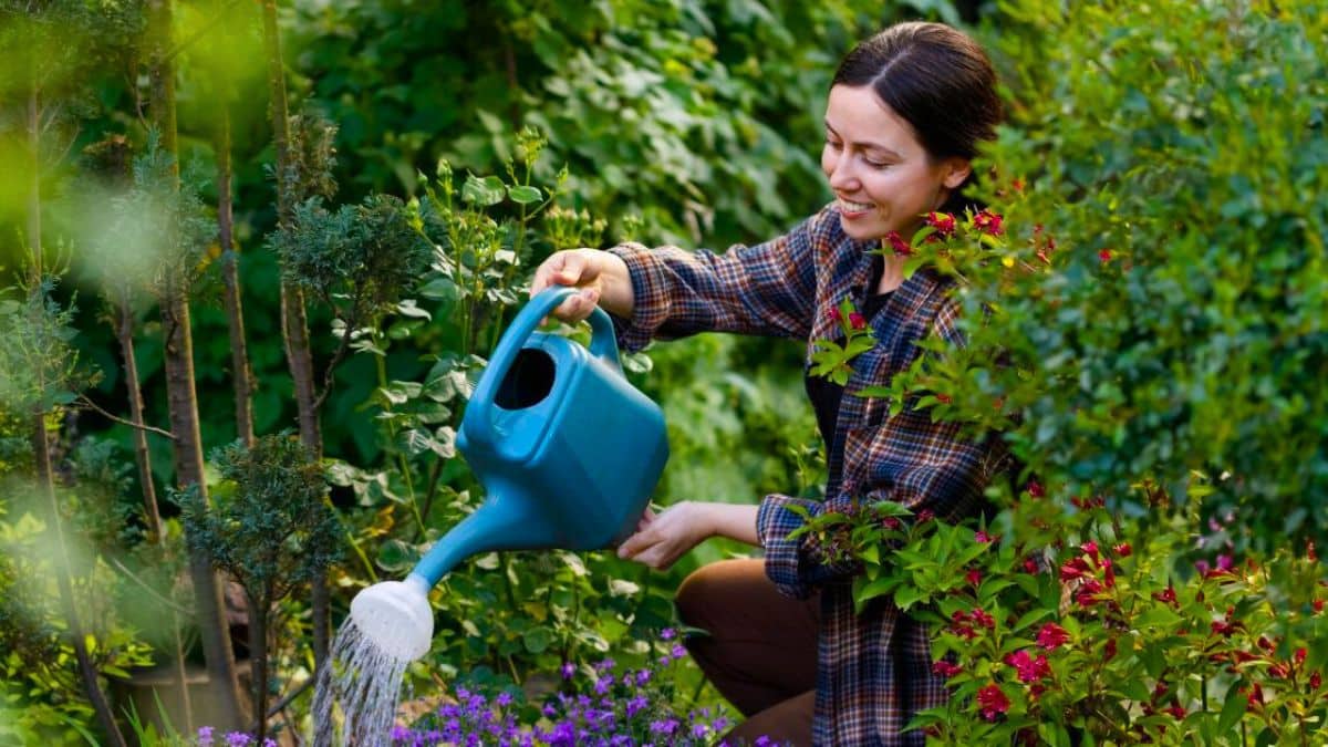 cette fleur grimpante à la croissance rapide a transformé mon jardin pratiquement du jour au lendemain