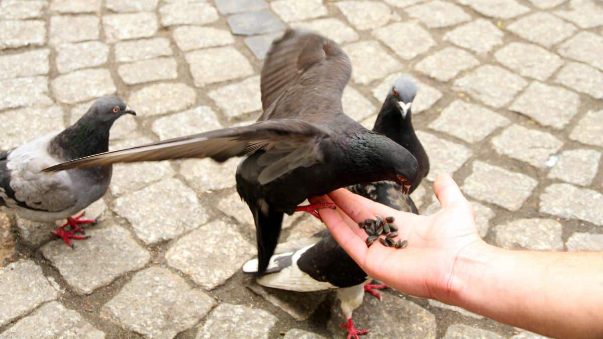 nourrir les pigeons ce délit méconnu qui peut coûter 60.000€, que faire si votre voisin ne respecte pas la loi