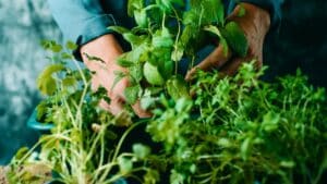 on en met tous les jours dans nos plats, pourtant ces produits sont bourrés de pesticides selon les chercheurs
