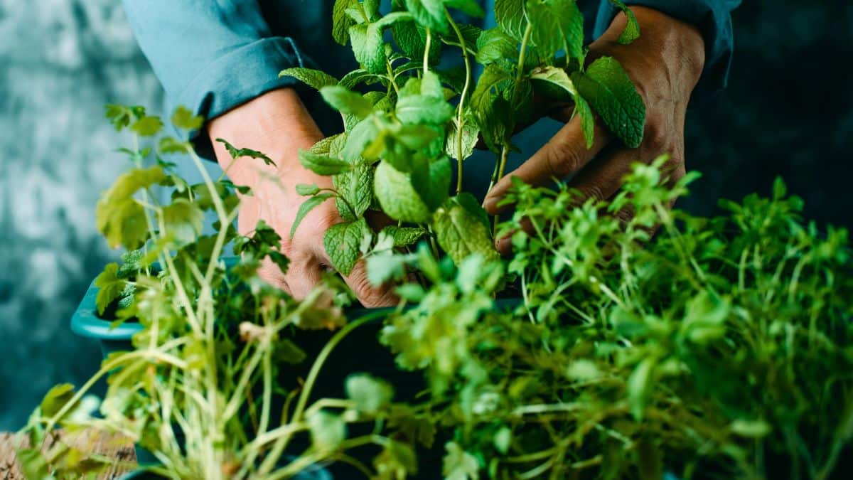 on en met tous les jours dans nos plats, pourtant ces produits sont bourrés de pesticides selon les chercheurs