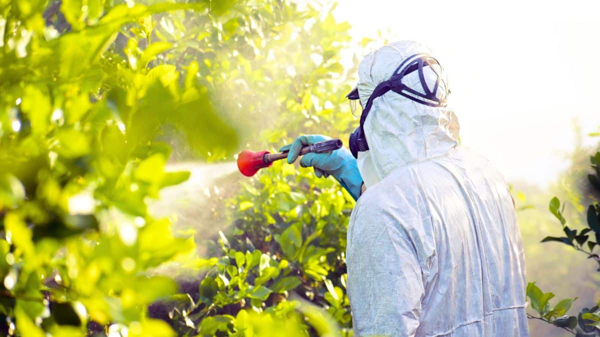 pesticides voici la méthode express venue du japon qui élimine les déchets de vos fruits en un clin d'œil