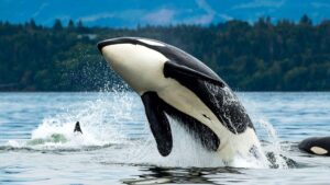 cest officiel les dauphins et les orques ont franchi le point de non retour de levolution pour vivre sur la terre ferme (3)