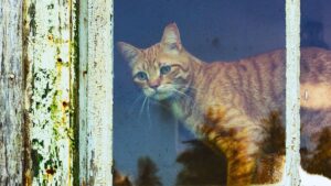combien de temps votre chat peut il rester seul sans souffrir de solitude voici ce que disent les experts
