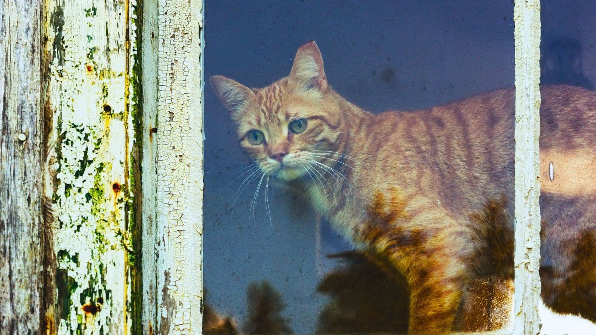 combien de temps votre chat peut il rester seul sans souffrir de solitude voici ce que disent les experts
