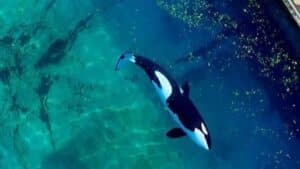 laissés à l’abandon dans des bassins infestés d’algues les images des orques du marineland d’antibes suscitent émoi et inquiétude