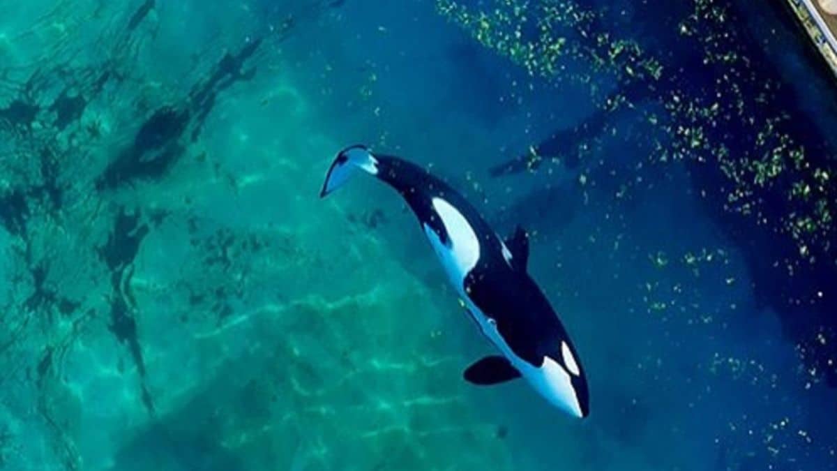 laissés à l’abandon dans des bassins infestés d’algues les images des orques du marineland d’antibes suscitent émoi et inquiétude