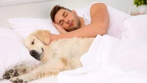 les personnes qui dorment avec leurs animaux de compagnie ont ces 7 caracteristiques selon les psychologues les personnes qui dorment avec leurs animaux de compagnie ont ces 7 caracteris