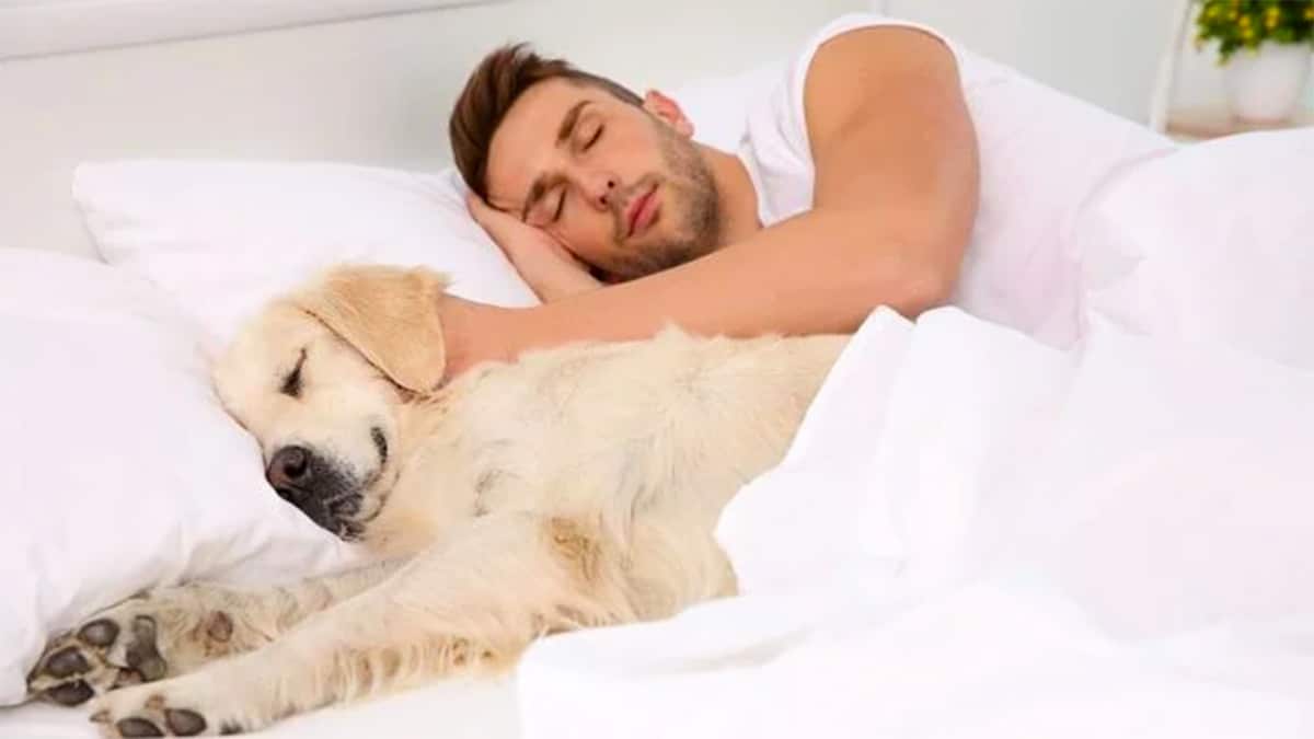 les personnes qui dorment avec leurs animaux de compagnie ont ces 7 caracteristiques selon les psychologues les personnes qui dorment avec leurs animaux de compagnie ont ces 7 caracteris
