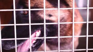 malinois abandonne (1)