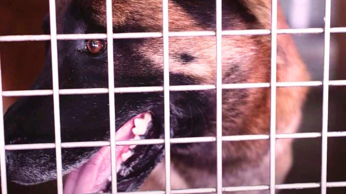 malinois abandonne (1)