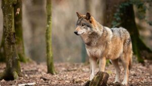 voici les departements francais ou les loups en liberte sont les plus nombreux (2)