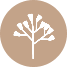 Vernonia appendiculata