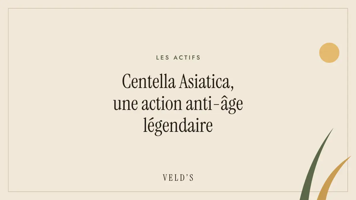 Centella Asiatica, une action anti-âge légendaire