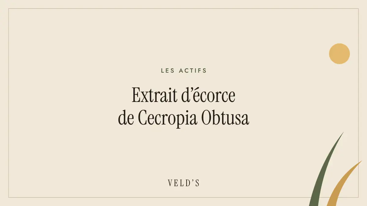 Extrait d’écorce de Cecropia Obtusa