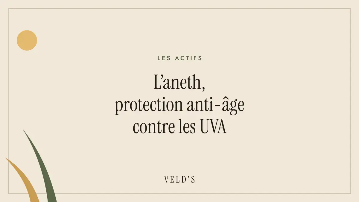 L’aneth, protection anti-âge contre les UVA