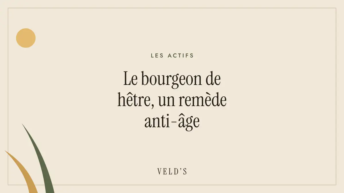 Le bourgeon de hêtre, un remède anti-âge