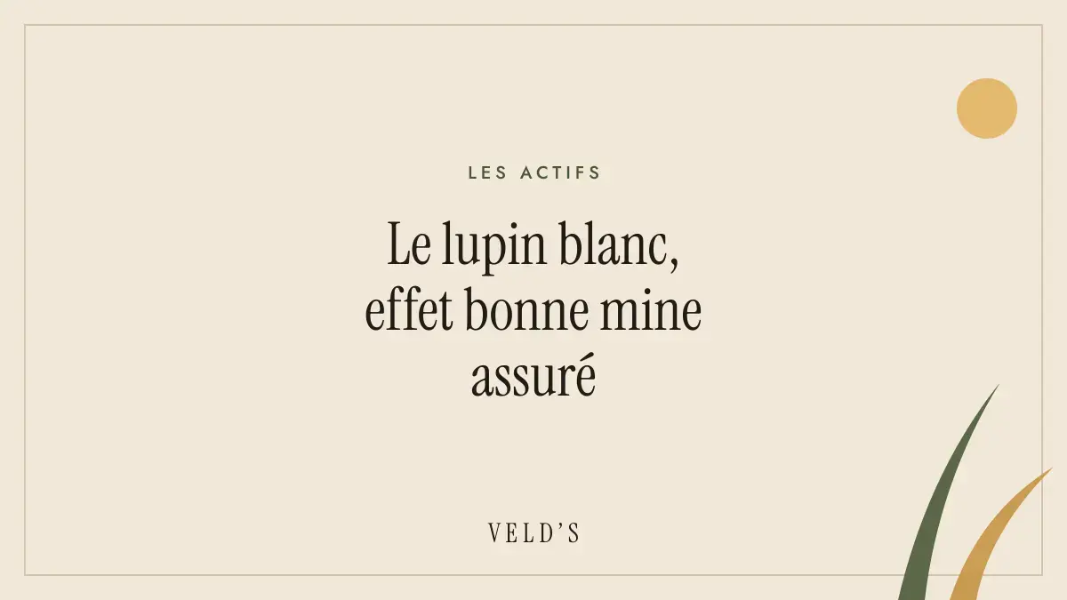 Le lupin blanc, effet bonne mine assuré