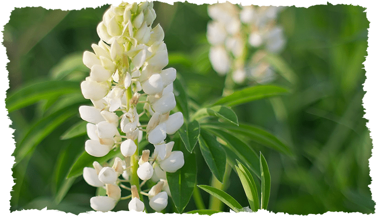 Plante lupin blanc