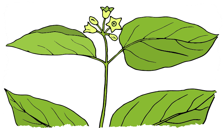 Plante condurango dessin