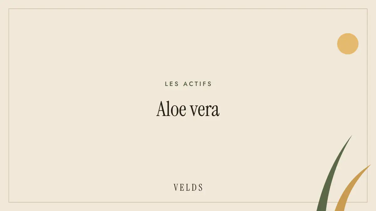 Aloe vera