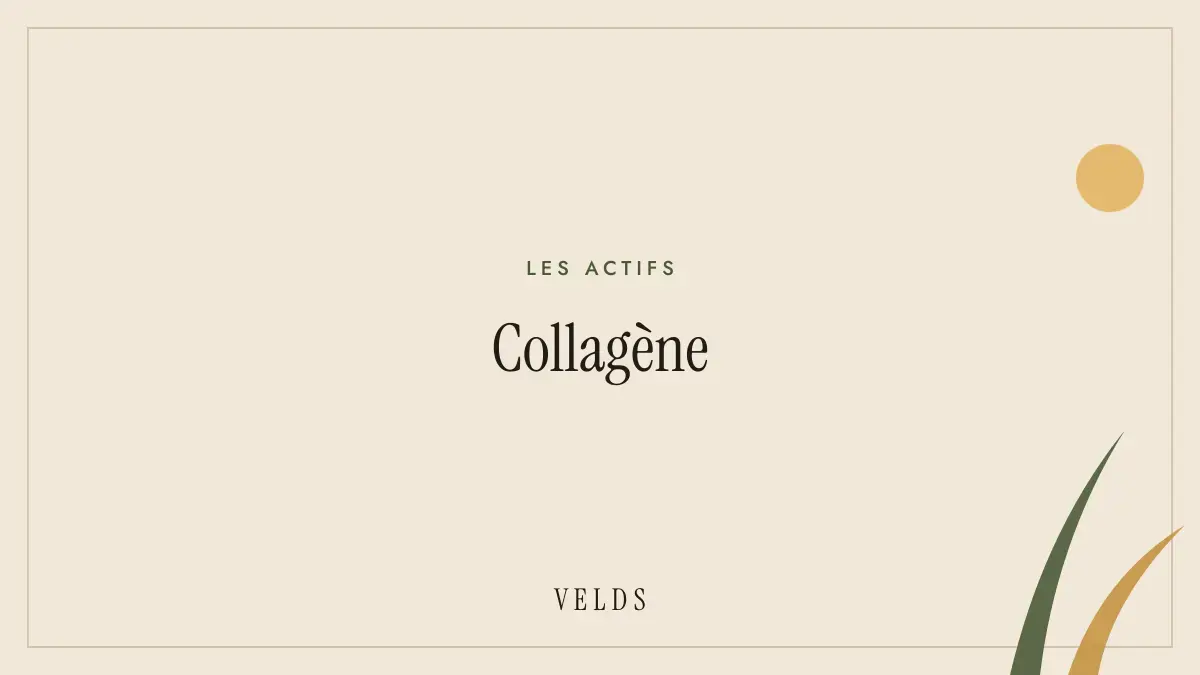 Collagène